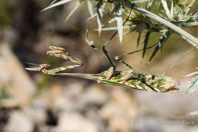 Die Haubenfangschrecke (Empusa pennata) ♀ - FR, Plateau d'Aumelas, 11.07.2014