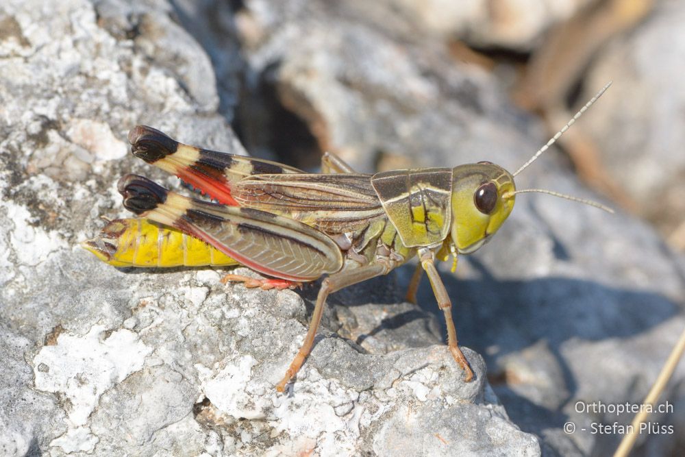 Arcyptera brevipennis brevipennis ♂ - HR, Cres, Predošćica, 23.07.2015