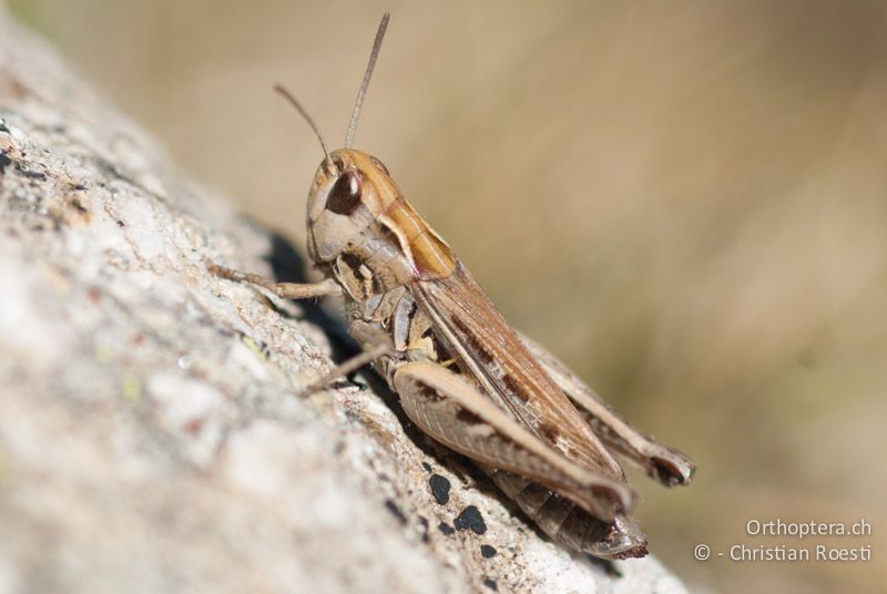 Stenobothrus stigmaticus ♀. Die braune Farbvariante unterscheidet sich primär durch die gebogenen und nicht stark geknickten Halsschild-Seitenkiele von Omocestus haemorrhoidalis - FR, Pyrénées-Orientales, Py, Refuge des Mariailles, 05.10.2008