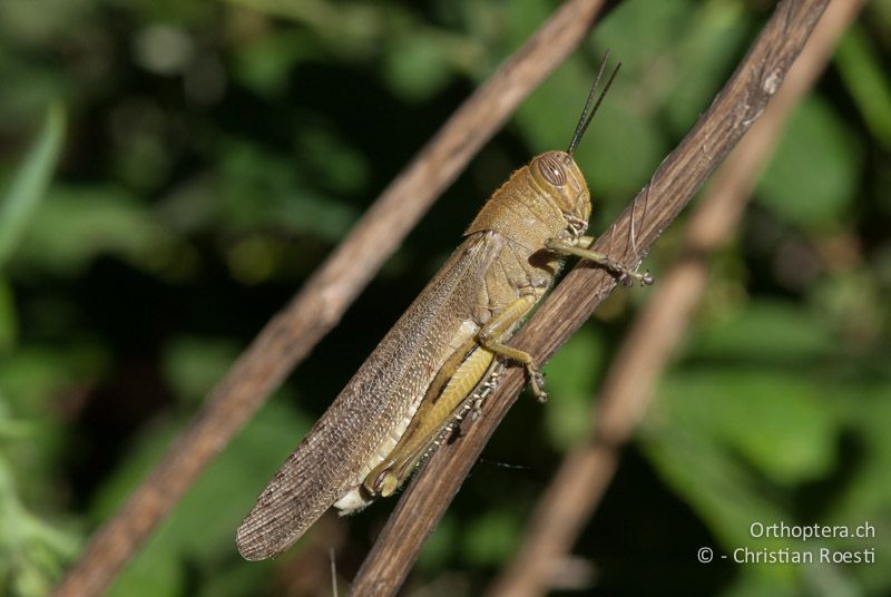 Anacridium aegyptium ♂ - FR, Bouches-du-Rhône, Maussane-les-Alpilles, 28.05.2009