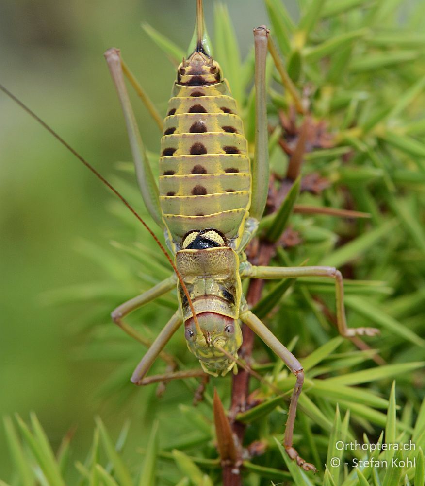 Ephippiger discoidalis ♀ - HR, Cres, Predošćica, 23.07.2015