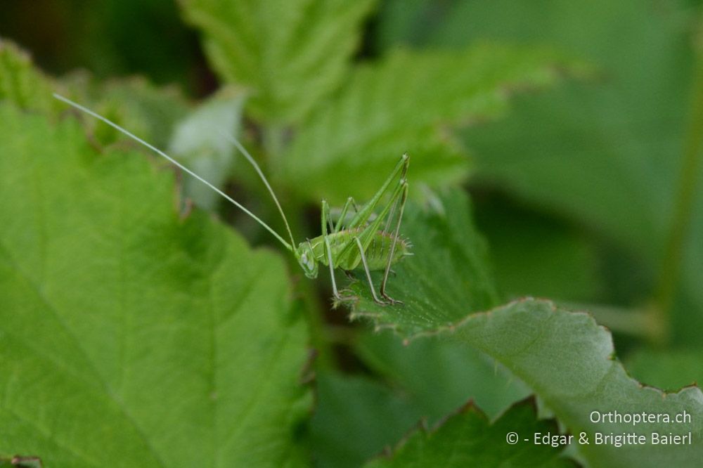 Tylopsis liliifolia ♂-Larve noch sehr klein - HR, Istrien, Mutvoran, 20.06.2016