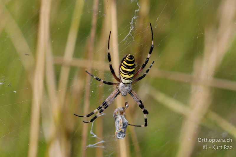 Wespenspinne (Argiope bruennichi) - FR, Crau, 08.07.2014