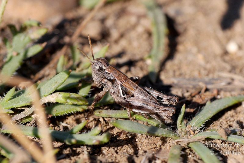 Kleine Braunschrecke (Pezotettix giornae) ♂ - FR, Crau, 08.07.2014