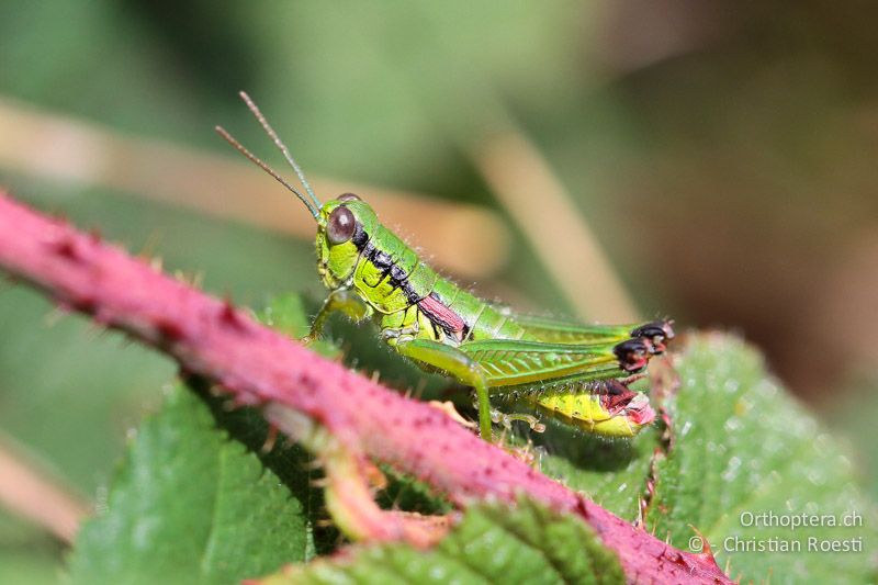 Odontopodisma decipiens insubrica ♂ - CH, TI, Mt. Generoso, 13.09.2012