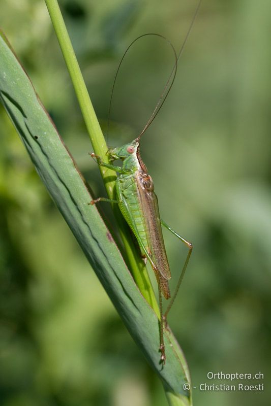 Conocephalus fuscus ♂ - CH, TI, Coldrerio, 03.09.2013