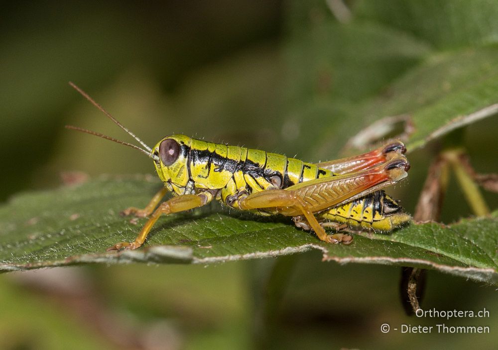 Micropodisma salamandra ♂ - HR, Istrien, Vela Učka, 20.07.2015