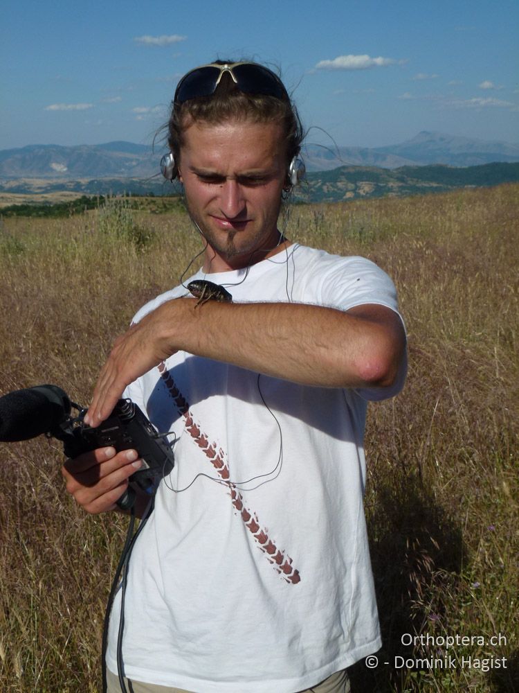 Auch wenn hier an die 20 Männchen von Bradyporus dasypus kräftig am singen waren, dauerte die Suche eine halbe Ewigkeit! - Im nördlichen Pindos-Gebirge - 19.07.2011