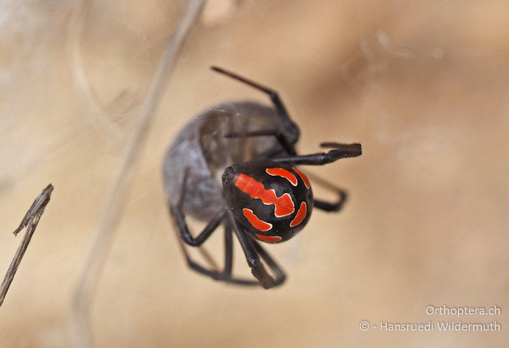 Latrodectus tredecimguttatus ♀ frisst Armadillidium - HR, Cres, Predošćica, 23.07.2015