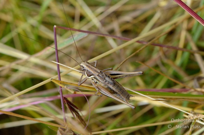 ♂ von Platycleis ebneri - GR, Westmakedonien, Mt. Varnous, 11.07.2013