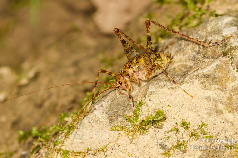 Larve von Troglophilus neglectus - HR, Istrien, Pazin, 11.06.2014