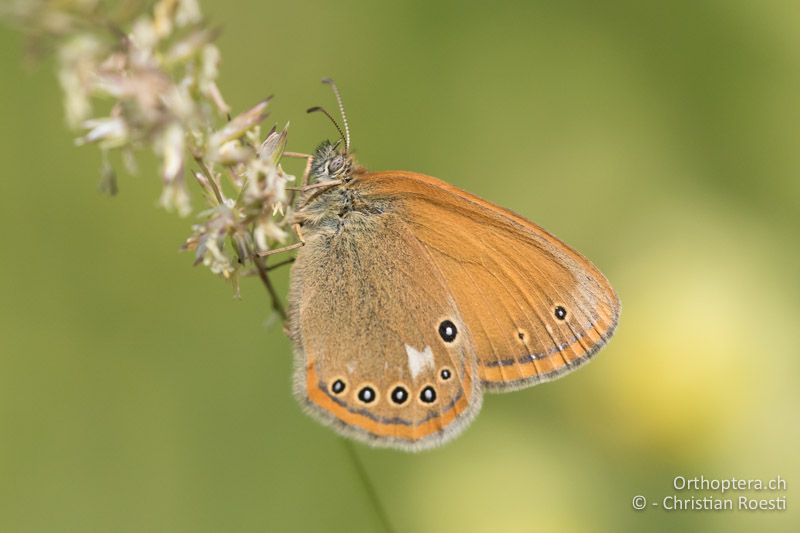 Rotbraunes Wiesenvögelchen (Coenonympha glycerion) - HR, Istrien, Račja Vas 25.06.2016