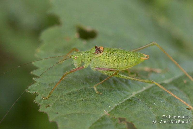 Poecilimon schmidti ♂ - SLO, Osrednjeslovenska, Ljubljana, Flughafen, ex situ, 10.07.2016