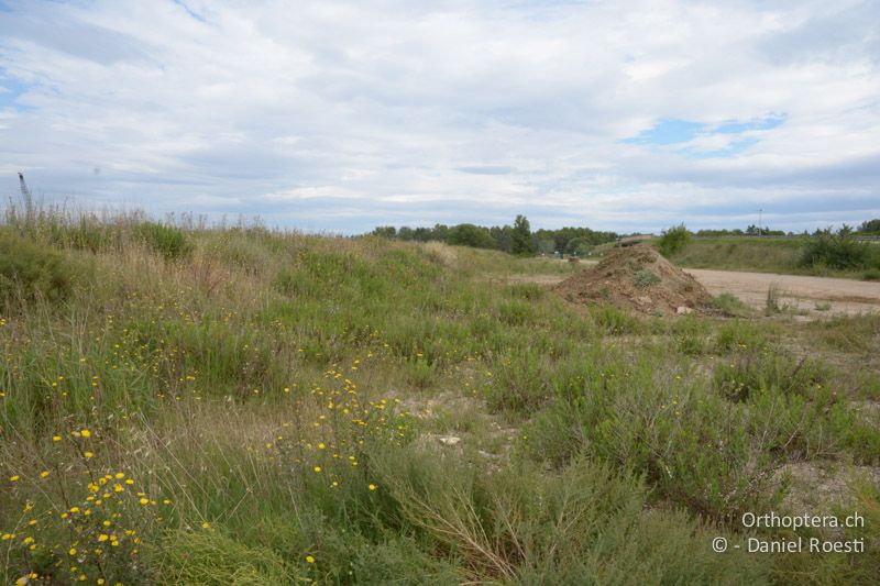 Lebensraum von Aiolopus puissanti und Locusta migratoria - FR, Camargue, St. Gilles, 10.07.2014