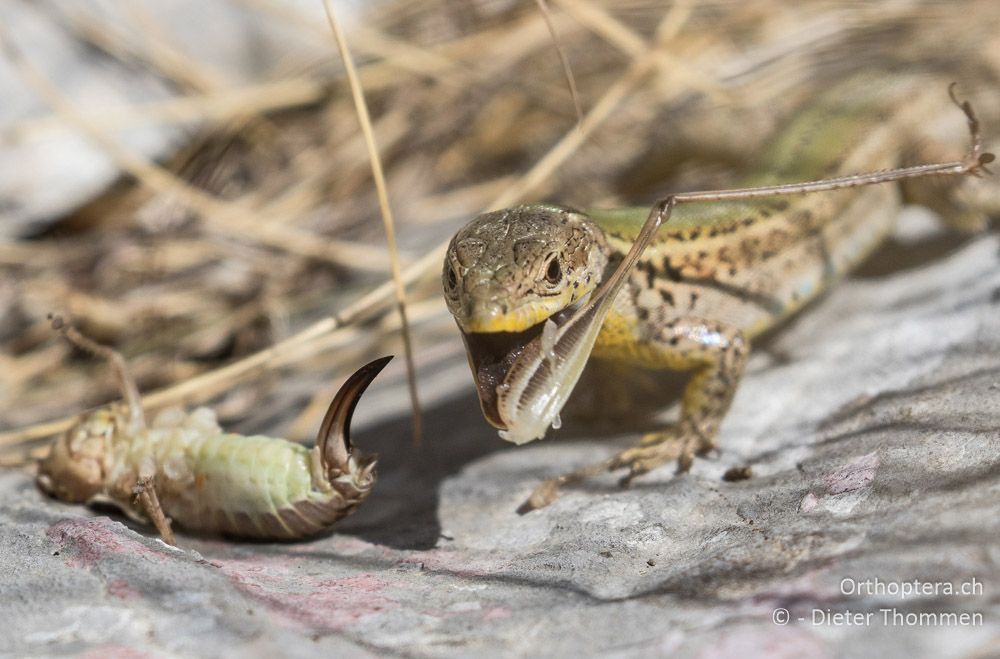 Adriatische Mauereidechse mit Beute Platycleis modesta ♀. Zuerst werden die Sprungbeine entfernt - HR, Istrien, Mala Učka, 21.07.2015