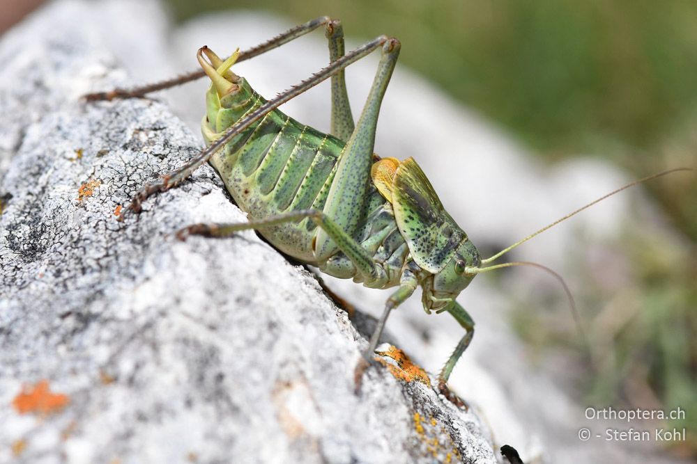 Wanstschrecke (Polysarcus denticauda) ♂ - BG, Blagoewgrad, Bergwiese bei Pass nach Pirin, 12.07.2018