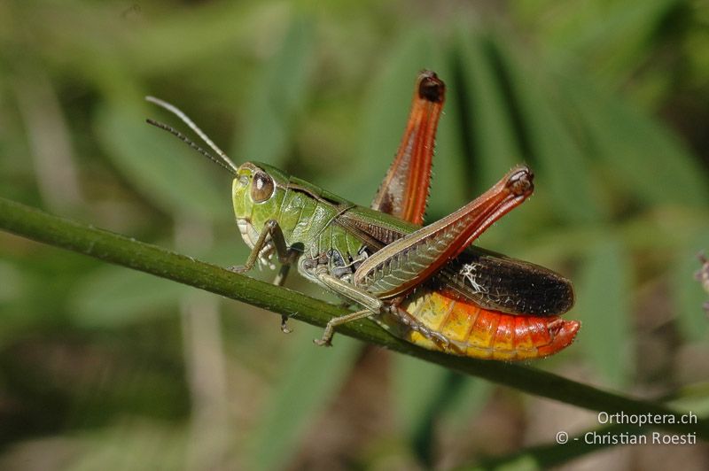 Stenobothrus lineatus ♂, singend - CH, VS, Martigny, 15.07.2007