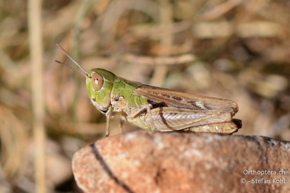 Omocestus petraeus ♀ - HR, Cres, Predošćica, 23.07.2015