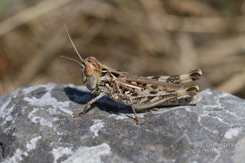 Dociostaurus anatolicus ♀ - GR, Zentralmakedonien, Alistrati, 07.07.2013