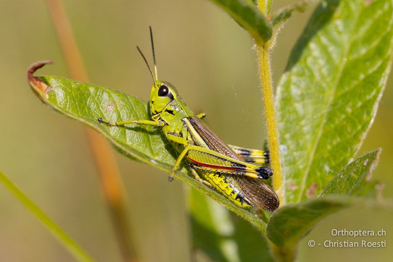 Stethophyma grossum ♂ - CH, VD, Cudrefin, 06.09.2013