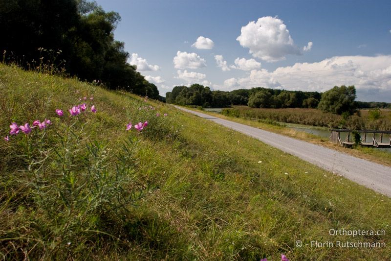 Magerrasen und Strassenböschung - AT, Niederösterreich, Schönau an der Donau, 08.09.2008