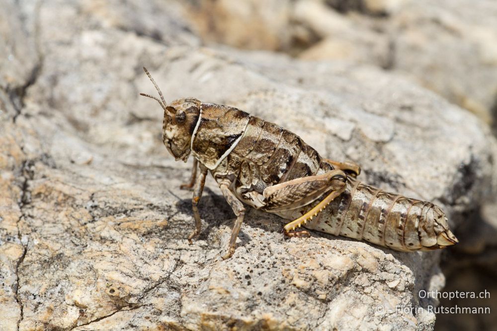 Die Weibchen von Paranocaracris bulgaricus sind riesig und unförmig - Mt. Pangeon, 11.07.2012