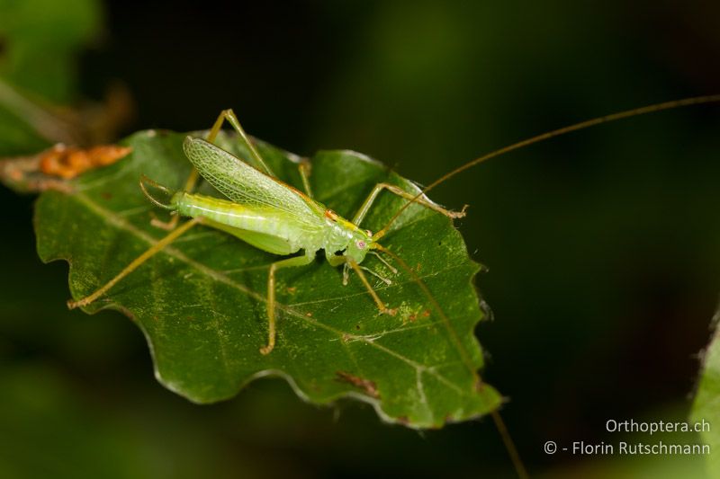 Meconema thalassinum ♂ - CH, TI, Mt. Generoso, 18.08.2013