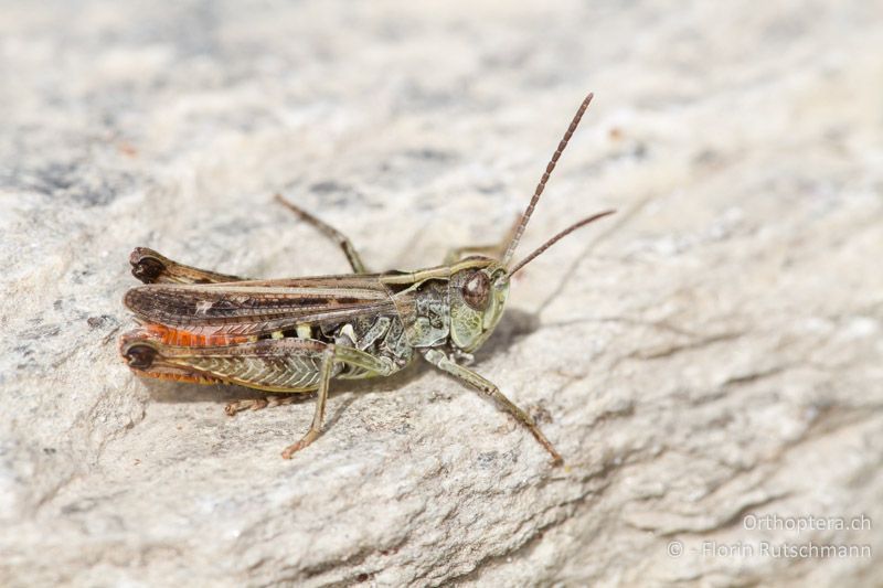 Omocestus haemorrhoidalis ♂ - CH, VS, Törbel, 22.09.2013