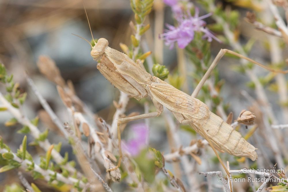 Bolivaria brachyptera in Lauerposition - GR, Thessalien, Larissa, 18.06.2015