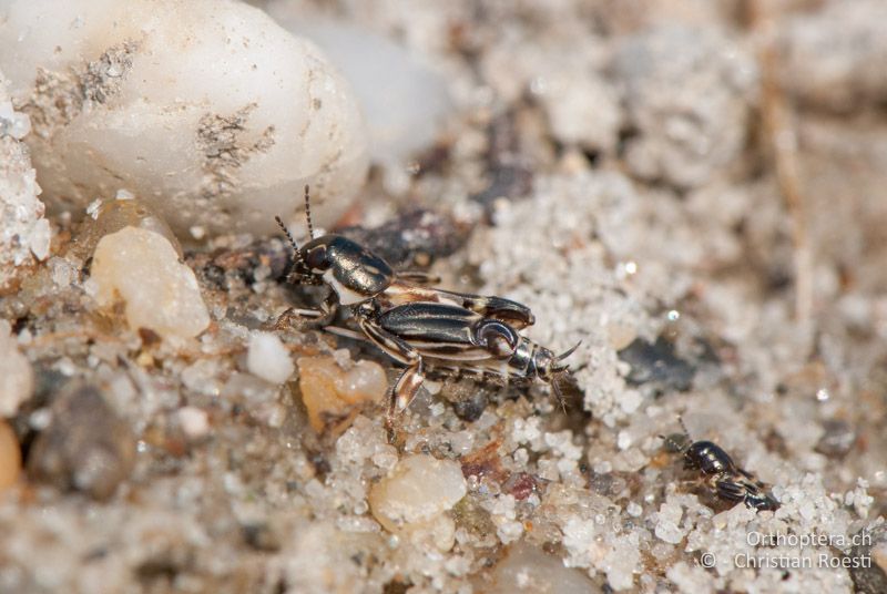 Xya variegata ♂ - AT, Burgenland, Apetlon, Rosaliakapelle, 30.06.2010