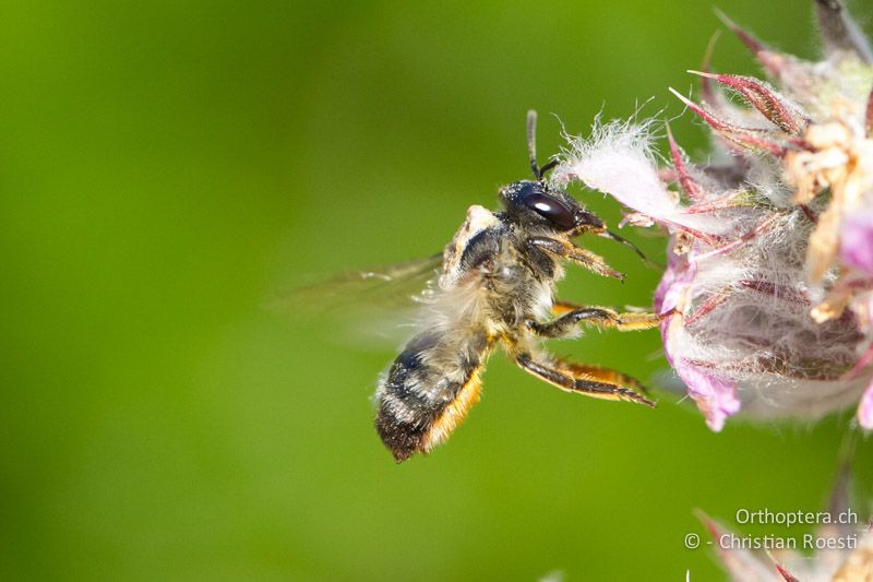 Wildbiene bei der Bestäubung - HR, Istrien, Brovinje, 05.06.2014