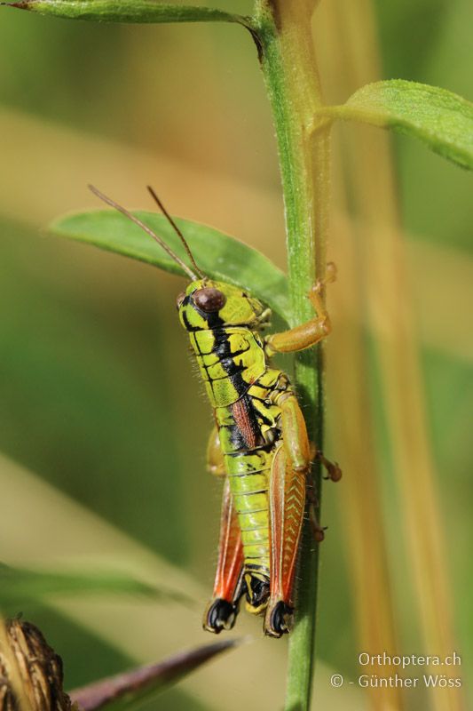 Pseudopodisma fieberi ♂ - AT, Kärnten, Bleiberg, 29.07.2014