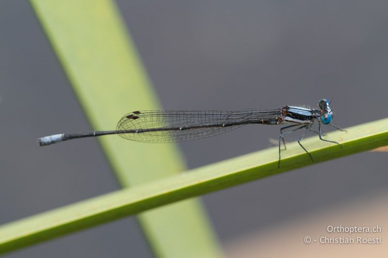 Elattoneura glauca, Common Threadtail ♂ - SA, Mpumalanga, Matibidi, Blyde Canyon Forever Resort, 09.01.2015