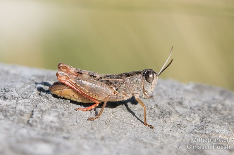 Paracaloptenus cristatus ♂ - HR, Istrien, Mala Učka, 21.07.2015