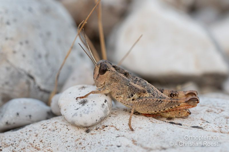 Paracaloptenus caloptenoides ♀ - ALB, Gjirokastra, Humelicë, 22.06.2024