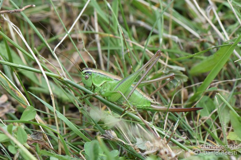 Pholidoptera frivaldszkyi ♀ - BG, Pasardschik, Streltscha, 10.07.2018