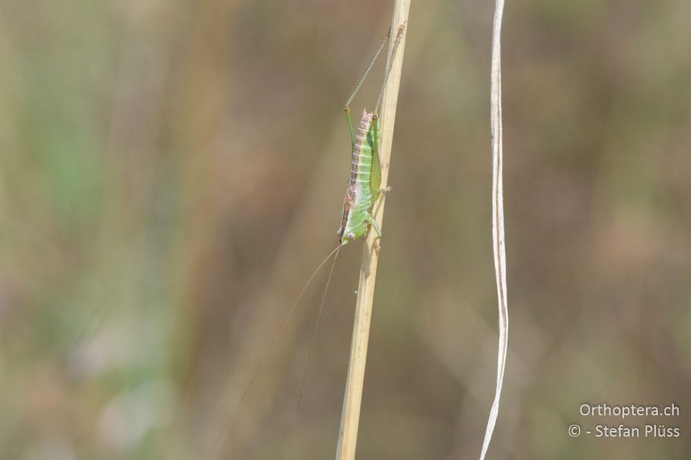 Conocephalus hastatus ♂ - BG, Chaskowo, Matochina, 09.07.2018