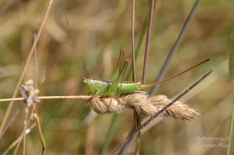 ♀ der Schwertschrecke Conocephalus kisi - GR, Thessalien, Meteora, 12.07.2013