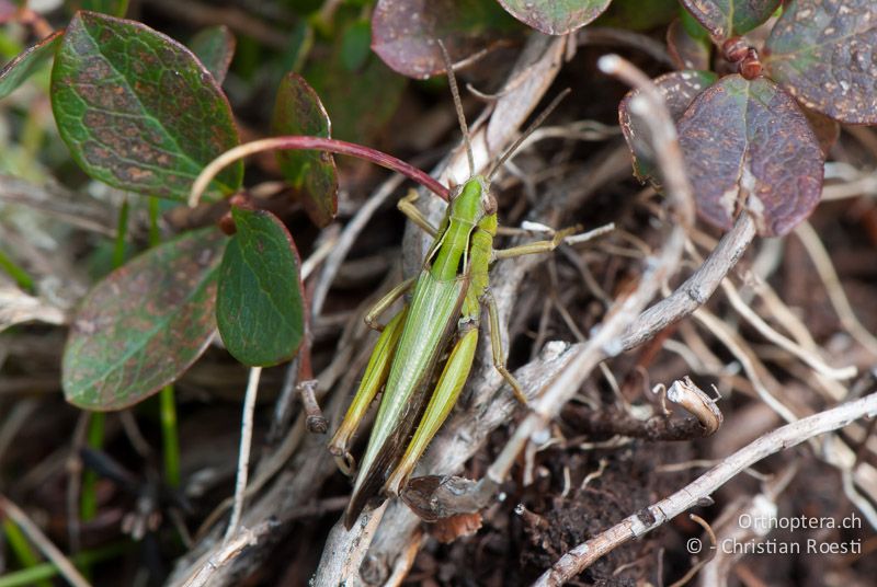 Omocestus viridulus ♂ - CH, SG, Gamserrugg, 05.09.2010