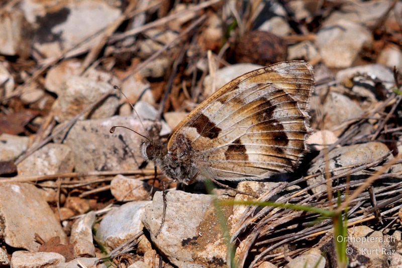 Felsenfalter oder Berghexe (Chazara briseis) - FR, Plateau d' Aumelas, 11.07.2014