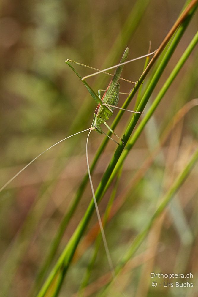 Tylopsis lilifolia ♂ - GR, Thessalien, Pefki, 12.07.2013