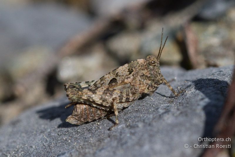 Tetrix tenuicornis ♀ - CH, BE, Stechelberg, 13.06.2013