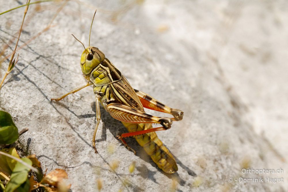 Weibchen der Höckerschrecke Arcyptera labiata - Mt. Tomaros, 13.07.2011