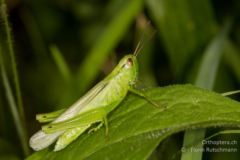 Frisch gehäutetes ♀ von Mecostethus parapleurus - CH, TG, Frauenfeld, 13.08.2013