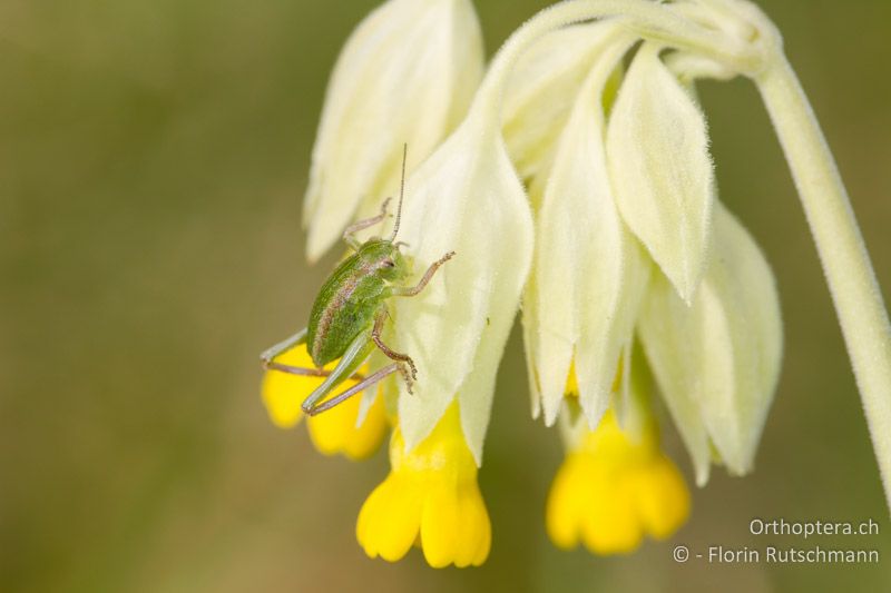 1. Larvenstadium von Polysarcus denticauda - CH, SH, Zelgli, 13.04.2014