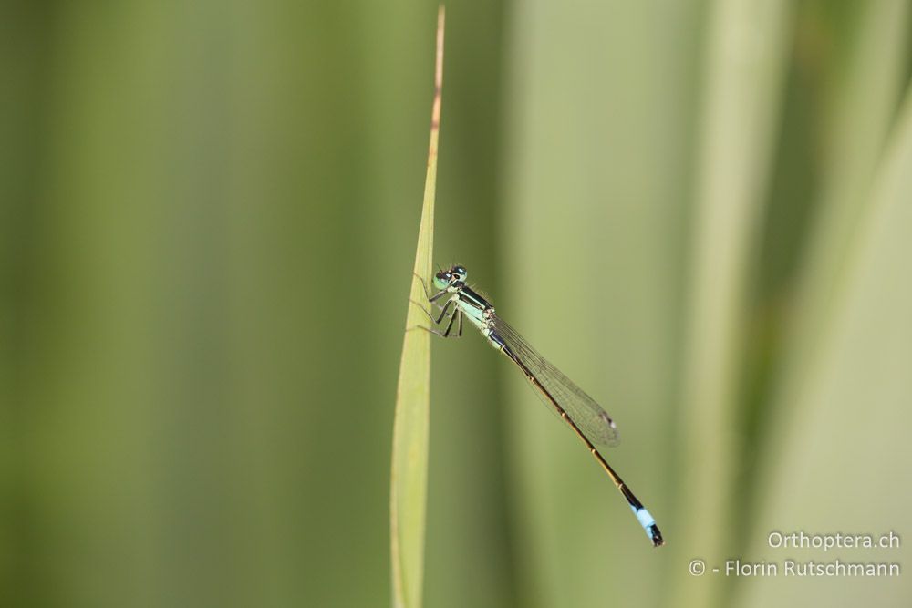 Grosse Pechlibelle (Ischnura elegans) - HR, Istrien, Motovun, 24.07.2014