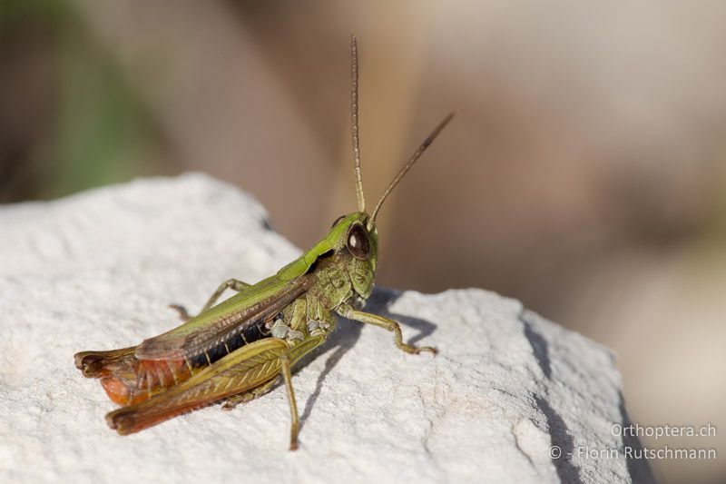 Chorthippus dorsatus ♂ - IT, Marche, Mt. Catria, 27.09.2014