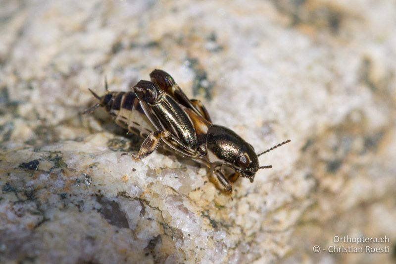 Xya variegata ♀ - BG, Kardzhali, Stoyanovo, Arda, 22.04.2012