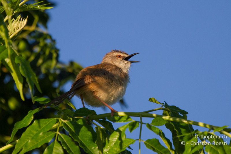 Tawny-flanked Prinia (Prinia subflava) - SA, Limpopo, Nylsvlei Nature Reserve, 30.12.2014