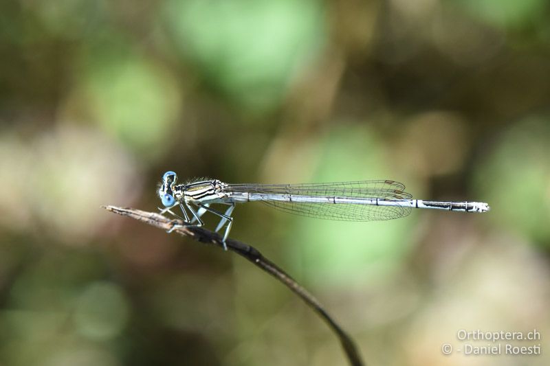 Blaue Federlibelle ♂ - BG, Plowdiw, Belovitsa, 10.07.2018